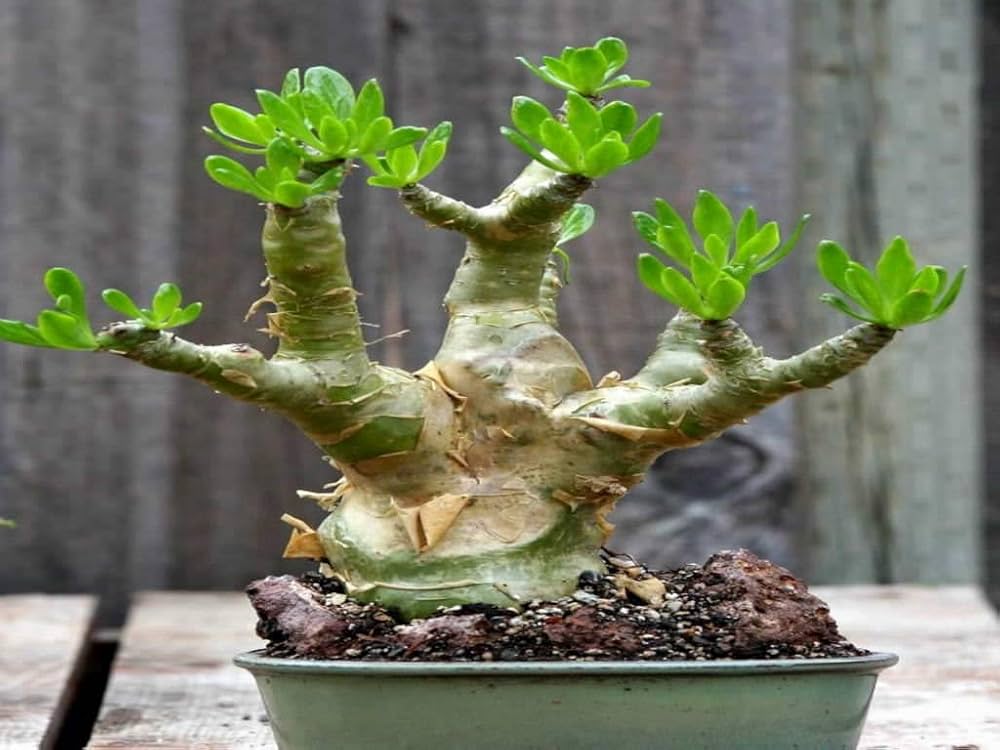 Amazon.co.jp: 【種子】Tylecodon Paniculatus ◇チレコドン